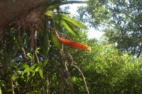 /album/fotos-de-paranapiacaba-2011/sdc10087-jpg/