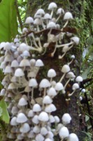 /album/fotos-de-paranapiacaba-2011/sdc10188-jpg/